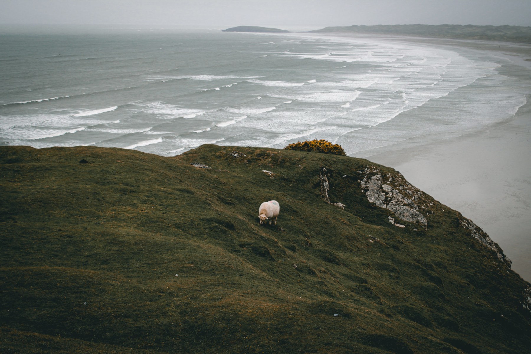 A single sheep grazing on a green clifftop above a long empty beach and breaking waves